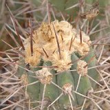 Copiapoa marginata ©JLcoll.758.jpg